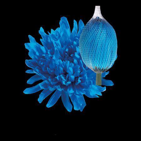 Chrysanthemum (Indicum Grp) geplozen Antonov kleurbehandeld H%