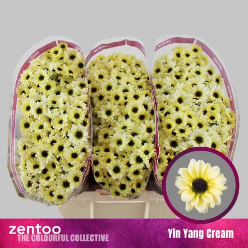 Chrysanthemum (Indicum Grp) tros santini Yin Yang Cream