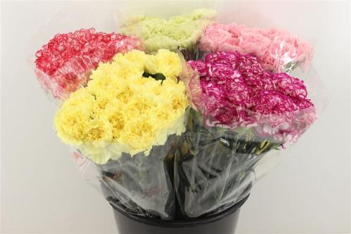 Dianthus standaard overig