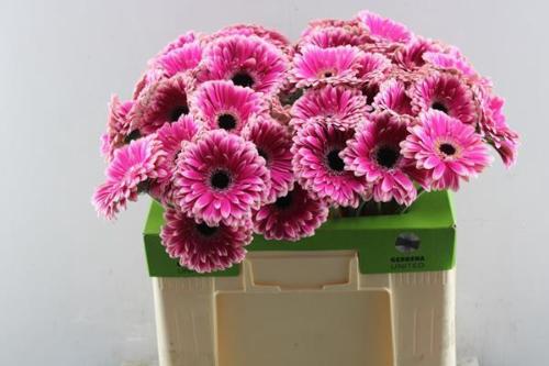 Gerbera grootbloemig 'Prelude'