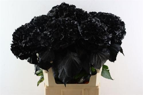 Hydrangea overig kleurbehandeld H%
