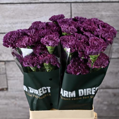 Dianthus standaard Cobalt Thrill