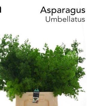 Asparagus umbellatus