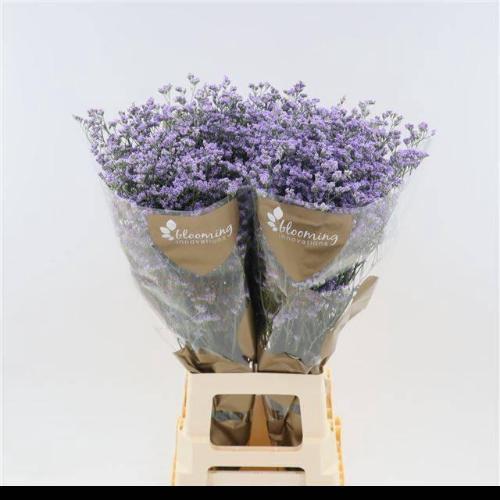 Limonium Utah Blue