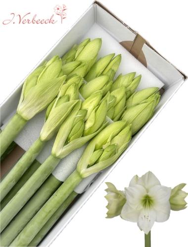 Hippeastrum Galaxy Grp 'Casablanca'