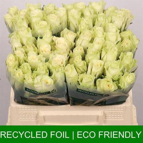 Rosa grootbloemig Athena