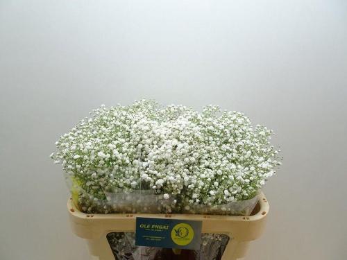 Gypsophila paniculata Xlence