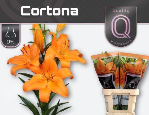 Lilium (LA-hybrids Grp) 'Cortona'