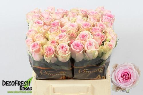 Rosa grootbloemig Duchesse