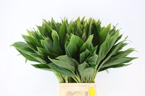 Decoratiegroen groot blad