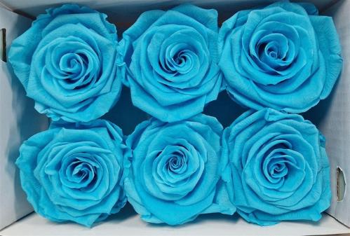 Rosa grootbloemig kleurbehandeld H%