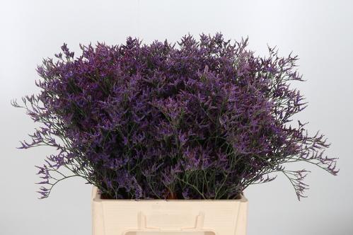 Limonium Safora Dark Blue