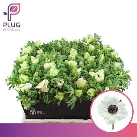 Anemone coronaria 'Marianne Panda'