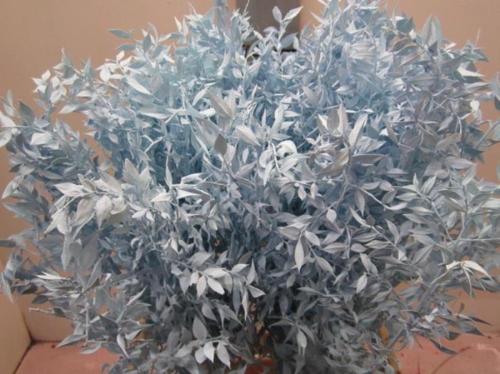 Ruscus kleurbehandeld H%