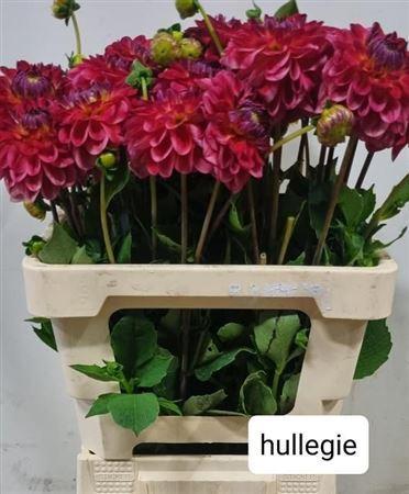 Dahlia (Decorative Grp) 'Hullegie'