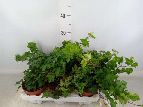 Hedera helix 'Pittsburgh'