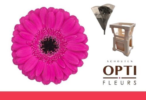 Gerbera mini Anna