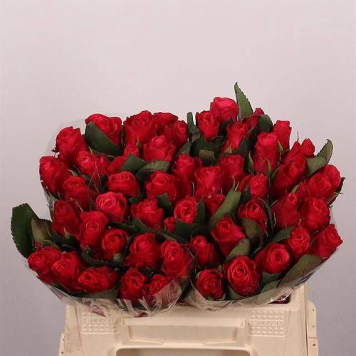 Rosa grootbloemig Tacazzi+