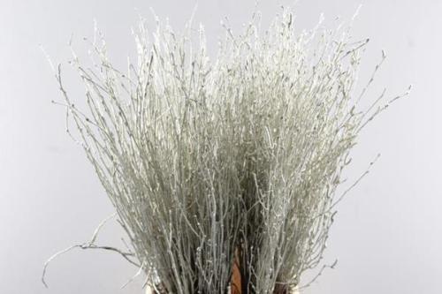 Betula kleurbehandeld H%