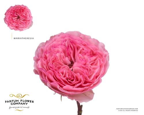 Rosa grootbloemig overig