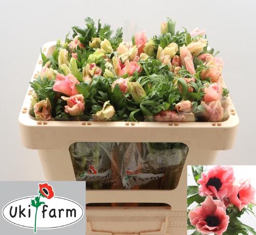 Anemone coronaria overig