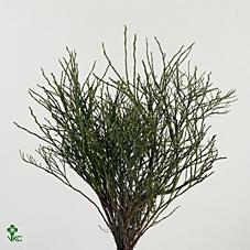 Vaccinium myrtillus per bos