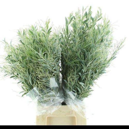 Acacia x hamburyana bloeiend per bos