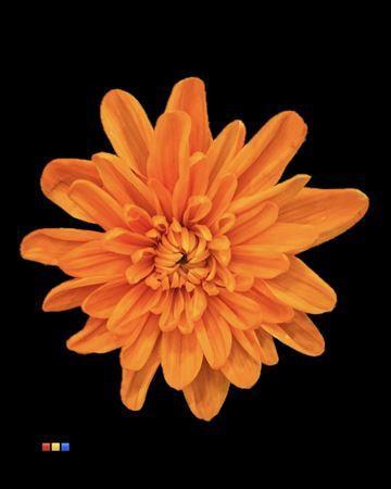 Chrysanthemum Indicum Grp tros kas kleurbehandeld H%