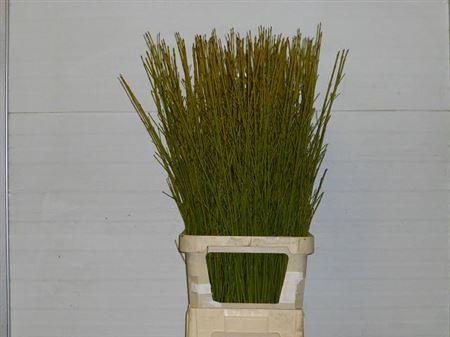 Cornus stolonifera 'Flaviramea'