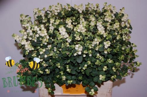 Symphoricarpos Magical Lemon And Lime