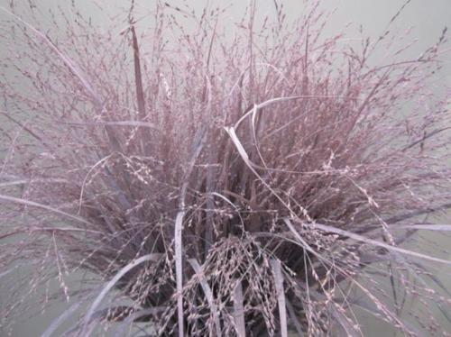 Siergras kleurbehandeld H%