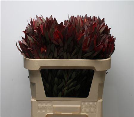 Leucadendron 'Safari Sunset'