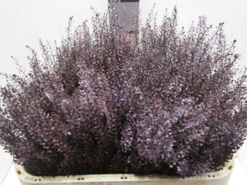 Lepidium kleurbehandeld H%