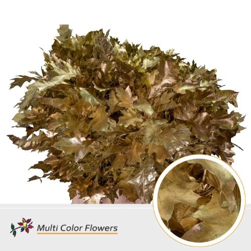 Quercus rubra kleurbehandeld H%