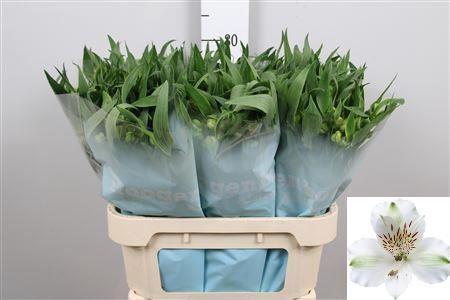 Alstroemeria 'Virginia'