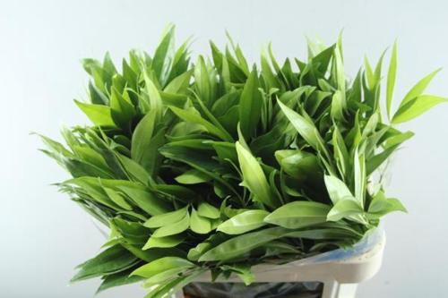 Cocculus laurifolius