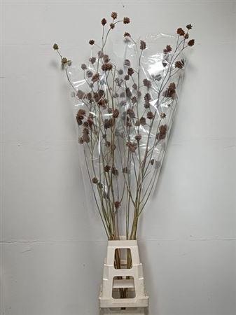 Glycyrrhiza yunnanensis (zaaddoos)
