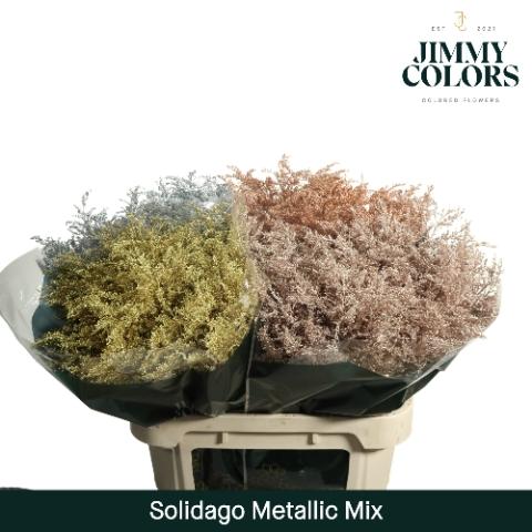 Solidago kleurbehandeld H%