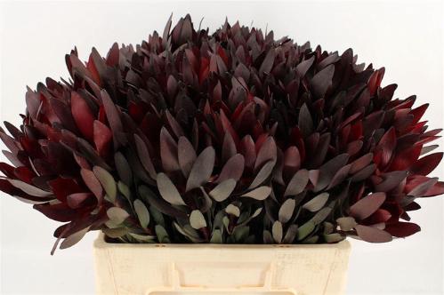 Leucadendron 'Safari Sunset'