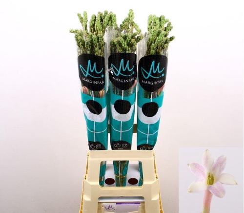 Polianthes tuberosa 'Elsa'