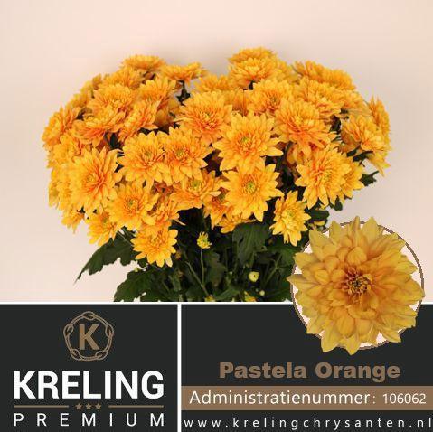 Chrysanthemum (Indicum Grp) tros Pastela Orange