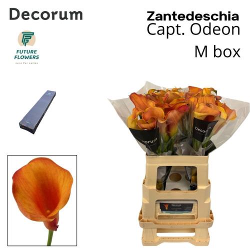 Zantedeschia 'Captain Odeon'