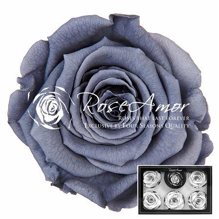 Rosa grootbloemig kleurbehandeld H%
