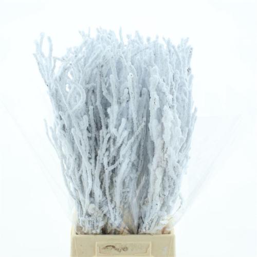 Betula kleurbehandeld H%