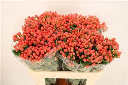 Hypericum x inodorum Magical Royal Princess