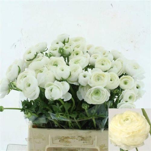 Ranunculus asiaticus 'Elegance White'