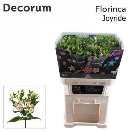 Alstroemeria florinca Joy Ride