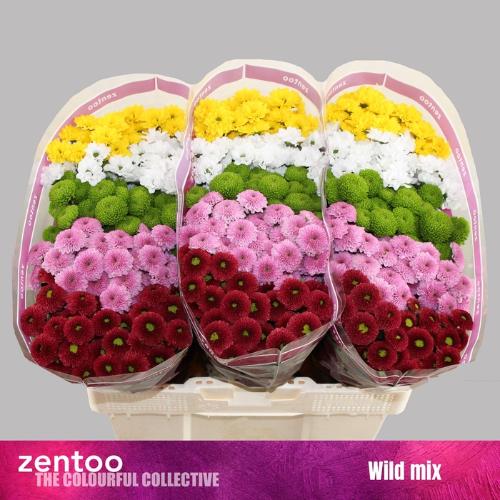 Chrysanthemum Indicum Grp tros santini gemengd