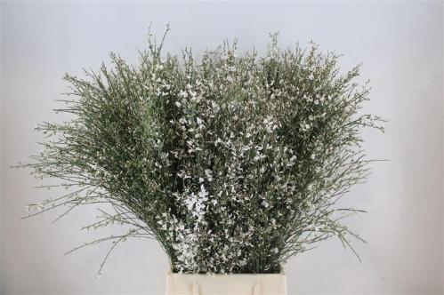 Genista overig wit per bos