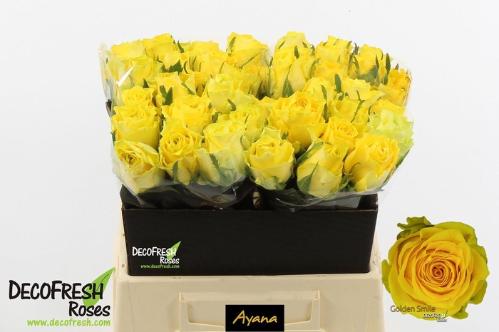 Rosa grootbloemig Golden Smile